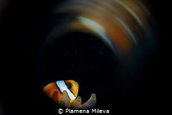 Nemo sought lights by Plamena Mileva 